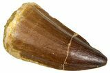 Fossil Mosasaur (Thalassotitan) Tooth - Morocco #374602-1